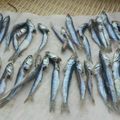 しろにゃんこｙ's cooksnap of when they made イワシの丸干し.