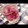 Cookじゃす's cooksnap of when they made アイスの実 DE カクテルデザート.