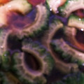クックTYY3SX☆'s cooksnap of when they made 簡単♪ゴーヤの漬け物.