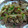 韓流大好きあんずママ's cooksnap of when they made ごぼうと牛肉とこんにゃくの甘辛煮.