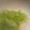 kankopoo's cooksnap of when they made 大きな　キュウリの簡単酢のもの.