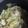 クックZ8J4H4☆'s cooksnap of when they made ハムとキャベツのさっぱり煮.