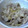 四葉のみつば's cooksnap of when they made ウチの豚しょうが焼き.