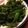 ぷにゅふにゅ's cooksnap of when they made ピーマンの佃煮風.