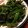 ぷにゅふにゅ's cooksnap of when they made ピーマンの佃煮風.