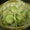 chieko333's cooksnap of when they made もやしときゅうりのゴマ和え物.