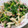 やまうさ's cooksnap of when they made 行者ニンニクとキノコのマヨ炒め.