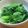 daikanon's cooksnap of when they made レタスの湯びき.