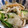 まめにゃぁ's cooksnap of when they made 白きくらげとちくわの酢の物.
