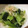 めぴめぷ's cooksnap of when they made 小松菜と小エビの煮びたし.