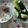 クックZ69KDS☆'s cooksnap of when they made 梅マヨきゅうり.