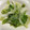 ｍａｍａｒａｄｅ's cooksnap of when they made 簡単レタス丸ごと〜旬の枝豆と塩レモン炒め.