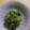 ★あいこママ★'s cooksnap of when they made 生おかひじきのゴマ和え.