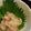 錦織些叉's cooksnap of when they made 房総郷土料理＊鯵のなめろう.