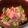 tamotan∞'s cooksnap of when they made オクラとツナの梅ポン酢和え.