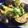 よこた♪'s cooksnap of when they made レンジで一人分 茄子の煮浸し.