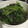 あゆmin17's cooksnap of when they made もやしとほうれん草のナムル.