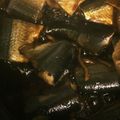 toujours＊'s cooksnap of when they made 煮るだけ簡単！旬さんまの筒煮.