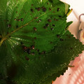 1045_'s cooksnap of when they made エゴマの葉の漬け物ー깻입.