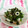 龍青空ママ's cooksnap of when they made かまぼことみつばのポン酢和え.