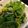 さくら11's cooksnap of when they made レタスときゅうりの塩昆布じゃこ和え.