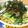 azudream's cooksnap of when they made 和風めんたいおろしなめたけパスタ.