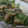 サヨゲ's cooksnap of when they made 水菜のとろ～り卵マヨぽん♪.