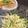 accco_U's cooksnap of when they made もやしの香味おひたし.