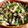 ゆきのんた's cooksnap of when they made 我が家のなすのわさび風味のたたき.