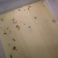 ちゃーん♪'s cooksnap of when they made カルピスのレアチーズケーキ.