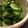 さくら11's cooksnap of when they made 冷やしてさっぱり★きゅうりもみ.