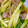 クックO0CHFE☆'s cooksnap of when they made 下処理なし！砂肝（砂ずり）の茹でるだけ♪.