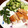 ちゃぎー's cooksnap of when they made 定番！簡単にできる鶏の照り焼き.