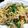ぽゆい's cooksnap of when they made 水菜と豚肉のみぞれパスタ.