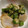 ゆーこ83's cooksnap of when they made 揚げ焼き里芋の柚子胡椒オクラソース.