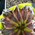 りんと海's cooksnap of when they made 冷蔵庫でのアジの干物の作り方.