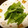 サトモユリア's cooksnap of when they made あと一品。小松菜orほうれん草のお浸し.