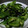 ウッピィ's cooksnap of when they made ピーマンと塩昆布の炒め.