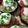 深川シンディ's cooksnap of when they made なすのチーズ焼き.