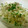 alysme's cooksnap of when they made 豚冷しゃぶのネギ塩和え.