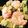 chibi＊yuki's cooksnap of when they made エビとアボカドのカクテル.