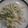 セナ☆せいちゃん's cooksnap of when they made ゴーヤとツナのサラダ.