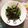 bbkoman's cooksnap of when they made フライパン1つ◇丸オクラとベーコン炒め.