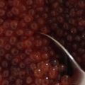 ぽいうytr's cooksnap of when they made いくらの醤油漬け.