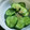 ユーロン's cooksnap of when they made きゅうりと昆布茶だけ！浅漬け風〜.