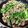 ぐぅ〜たらママさん's cooksnap of when they made 簡単！牛肉とニラのオイスターソース.