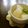 ○かづこ○'s cooksnap of when they made 【どんな梨でも大変身！】梨のコンポート.