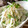 おしす's cooksnap of when they made ささっと！かいわれともやしのマリネ.