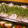 marilin36's cooksnap of when they made 鮭のちらし寿司.