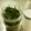 由芽15's cooksnap of when they made 保存食「パラパラ乾燥パセリ」.